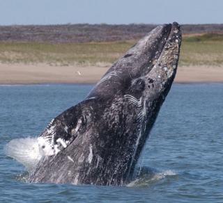 Avistamiento de ballenas